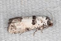Epinotia dalmatana