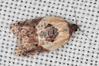 Acleris variegana