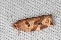 Archips xylosteana