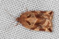Archips xylosteana