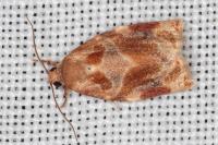 Archips xylosteana