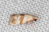 Phalonidia contractana