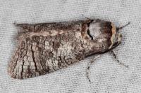 Cossus cossus