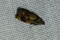 Ditula angustiorana
