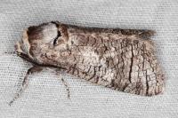 Cossus cossus