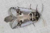 Parahypopta caestrum