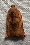 Archips podana