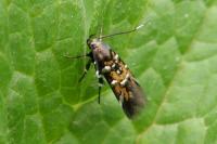 Pancalia leuwenhoekella