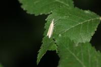 Pleurota aristella