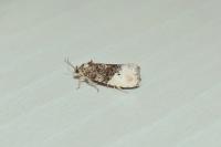 Hedya nubiferana