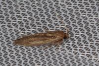 Opogona omoscopa