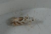 Bucculatrix albedinella