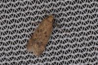 Pexicopia malvella