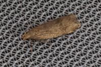 Pexicopia malvella