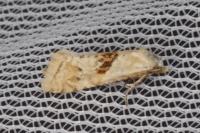 Cochylimorpha straminea