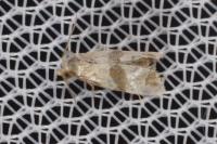 Phalonidia contractana