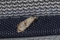 Neocochylis hybridella