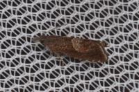 Dichrorampha acuminatana