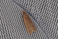 Helcystogramma triannulella