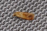 Gynnidomorpha rubricana