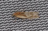 Eucosma gr. cana