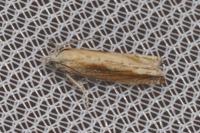 Eucosma obumbratana