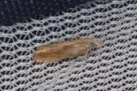 Eucosma obumbratana