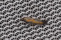 Ochromolopis ictella
