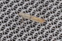 Aspilapteryx tringipennella