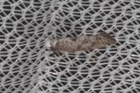 Paraswammerdamia albicapitella