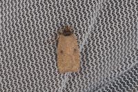 Agonopterix subpropinquella