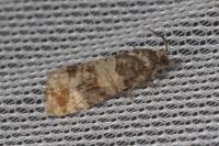 Piniphila bifasciana