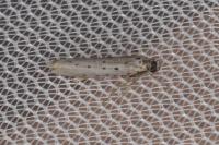 Yponomeuta sedella
