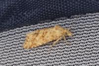 Aethes williana/margarotana