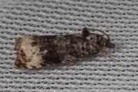 Endothenia gr. gentianaeana