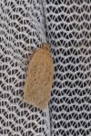 Agonopterix