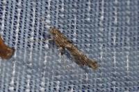 Caloptilia cuculipennella