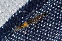 Cosmopterix scribaiella