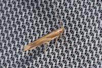Pyroderces sarcogypsa