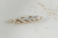 Phyllonorycter comparella