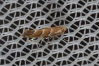 Cameraria ohridella
