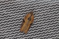 Acleris hastiana