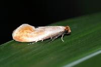 Tinea semifulvella