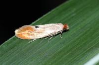 Tinea semifulvella