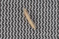 Batrachedra parvulipunctella