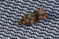 Gypsonoma minutana