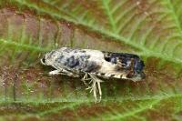 Pammene fasciana