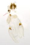 Pammene fasciana