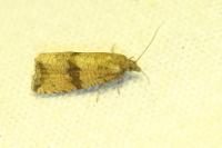Celypha striana