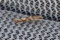 Acrocercops brongniardella